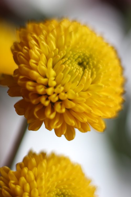 yellow  mum  bloom