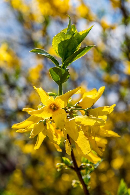 yellow  tree  nature