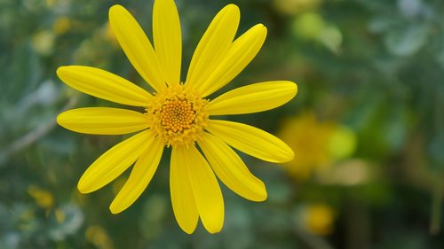 yellow  flower  nature
