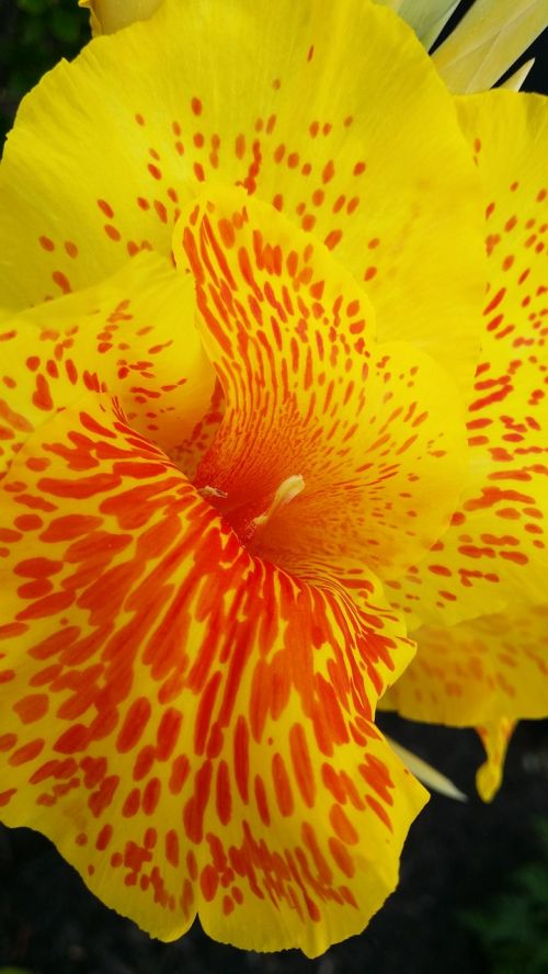 yellow red flower