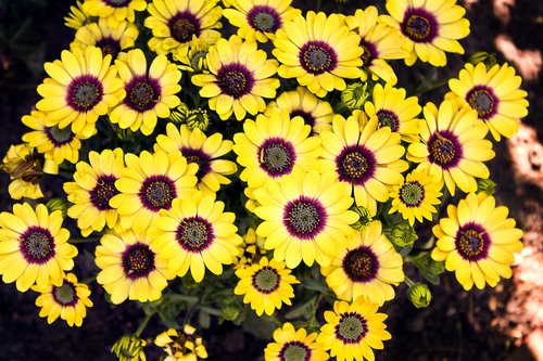 yellow  nature  blossom