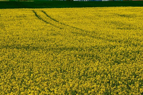 yellow  nature  landscapes