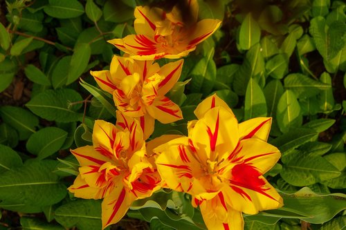 yellow  flowers  natur