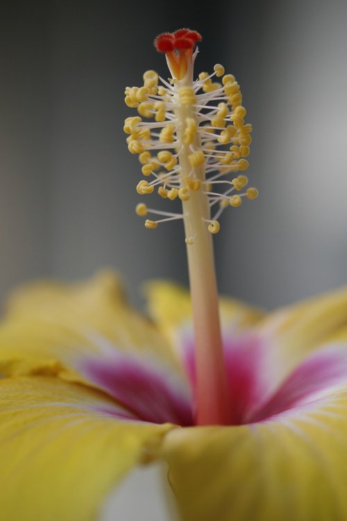 yellow  flower  pollen