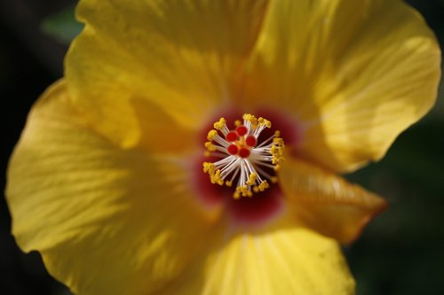 yellow  flower  macro