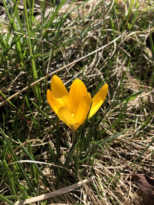 yellow  crocus  spring