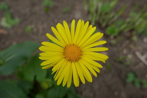 yellow  flower  spirng