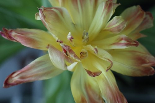 yellow  flower  tulip