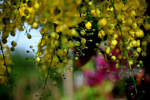 yellow  flowers  nature