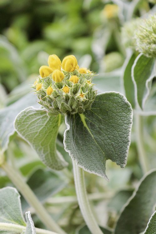 yellow  bloom  flowers