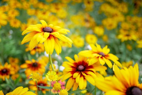 yellow  flowers  nature