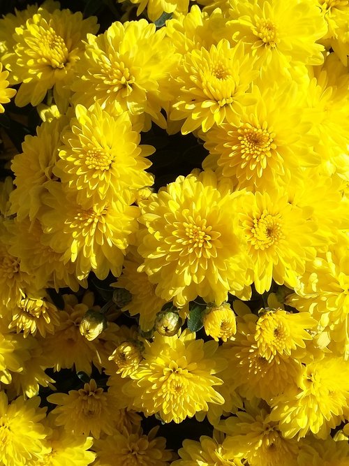 yellow  flowers  mums