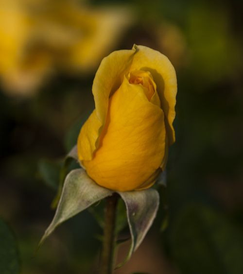 yellow rose flower