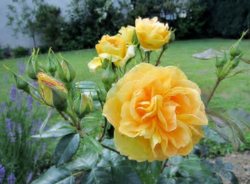 yellow rose bloom