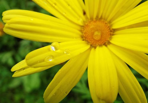 yellow flower drop