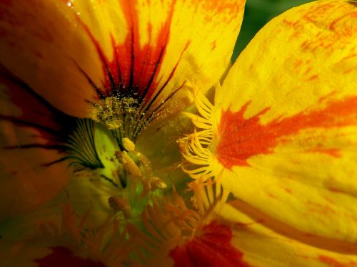 yellow flower nature