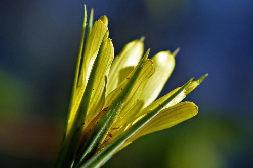 yellow wildflower meadow