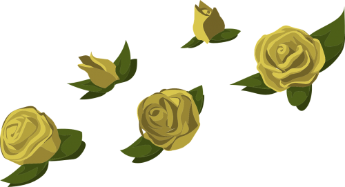 yellow roses flowers
