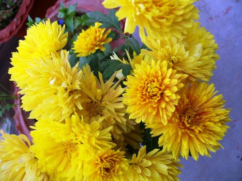 yellow flowers bunch