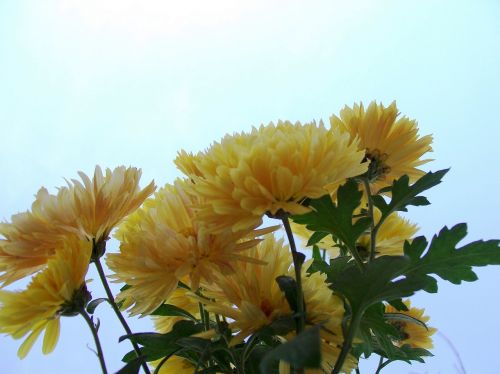yellow flowers flora