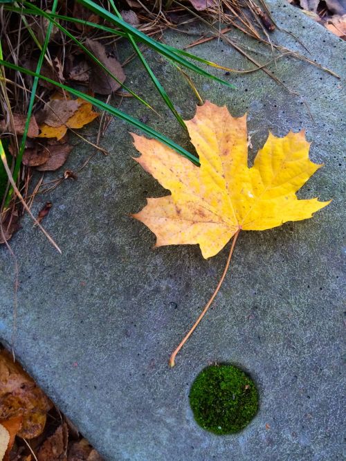 yellow leaf autumn