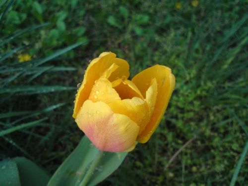 yellow tulip rain