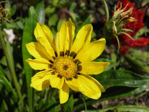 yellow flower yellow flower