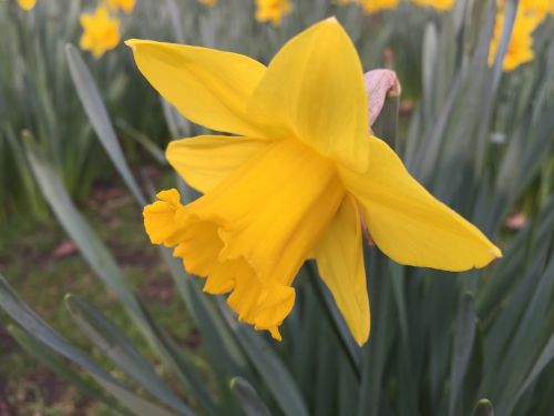 yellow daffodil blossom