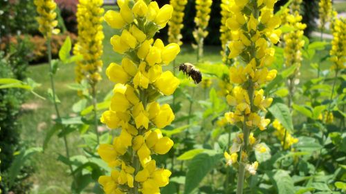 yellow bumblebee nature