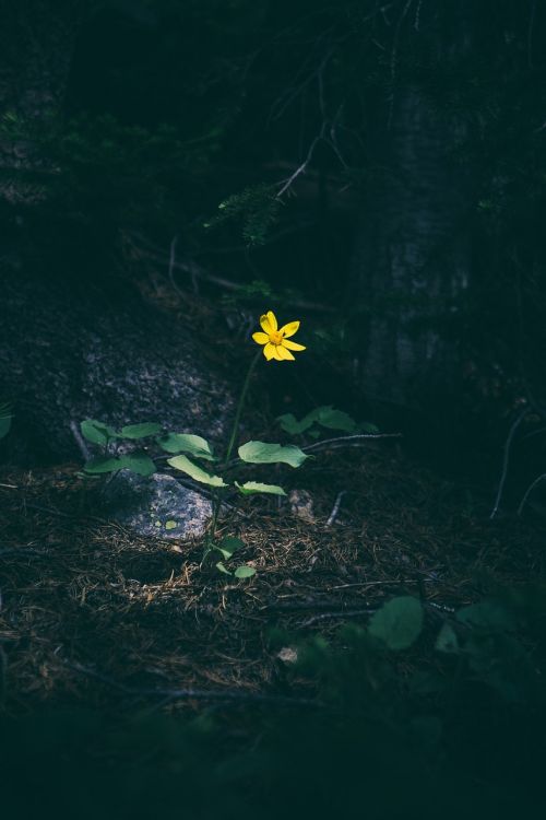 yellow flower forest