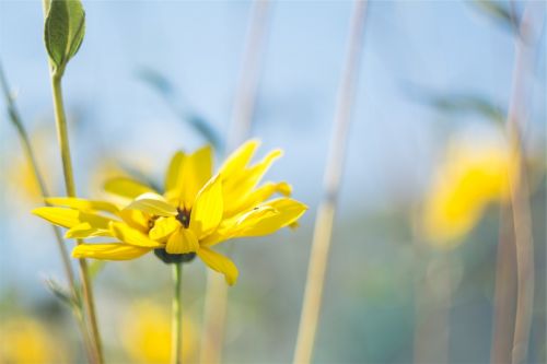 yellow flower nature