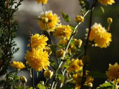 yellow flowers spring