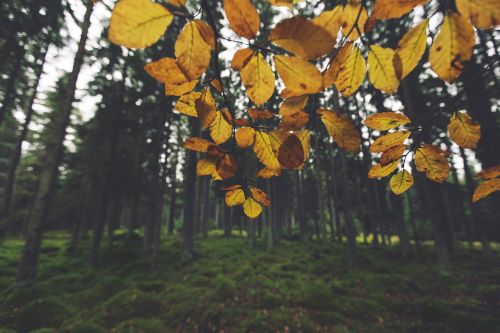 yellow leaves trees