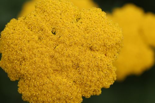 yellow flower texture
