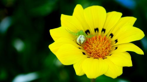 yellow natural flower