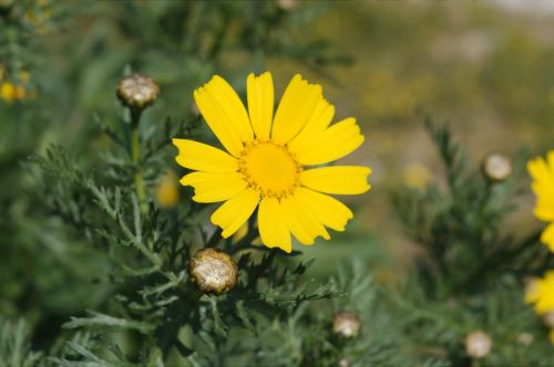 yellow margarita flower