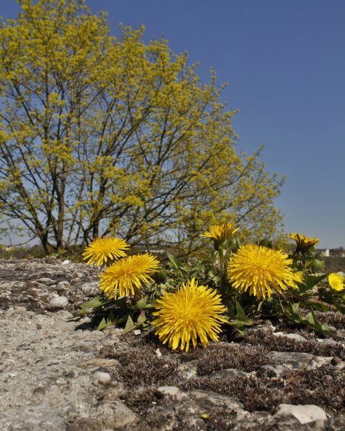 yellow landscape spring