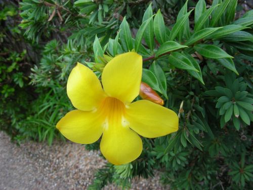 yellow yellow flower yellow allamanda