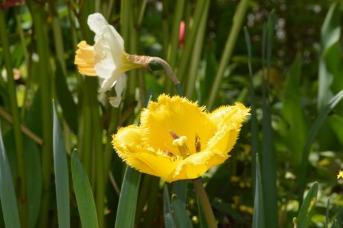 yellow flower garden