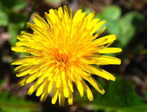 yellow dandelion weeds