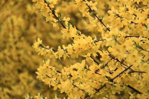 yellow forsythia shrub spring