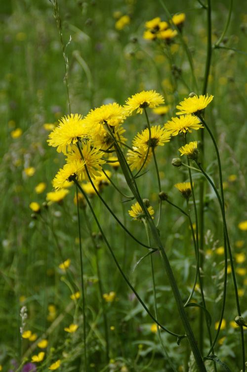 yellow flowers flower meadow