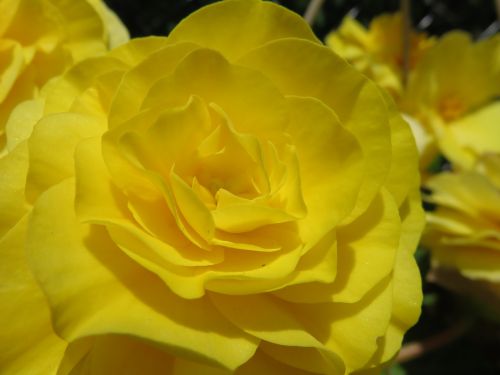 yellow bloom blossom