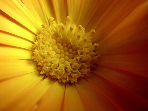 yellow marigold spring