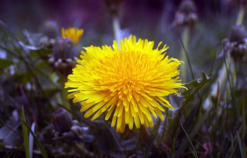 yellow flower yellow flower