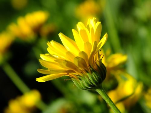 yellow bud flower