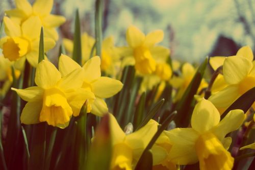 yellow daffodils flowers