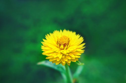 yellow flower nature