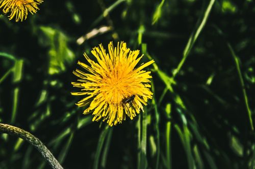 yellow dandelion flowers