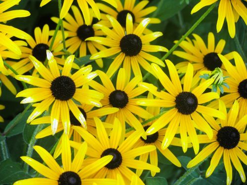 yellow flowers garden